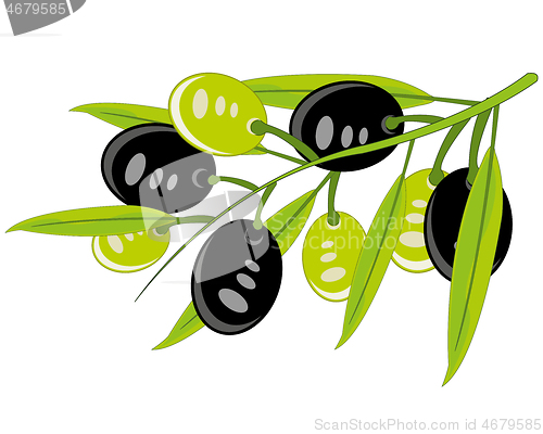 Image of Branch with olives on white background is insulated