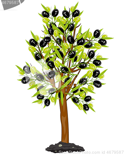 Image of Vector illustration tree with fruit olive drawing