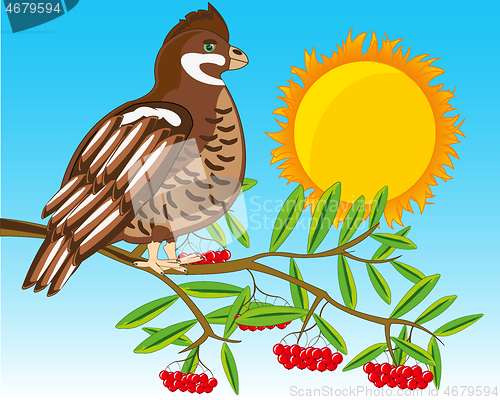 Image of Timber hazel grouse on branch of rowanberry
