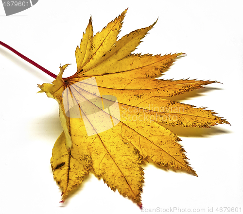 Image of Colored leaf in autumn