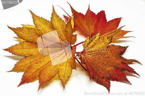 Image of Colored leaf in autumn