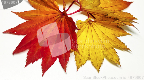 Image of Colored leaf in autumn