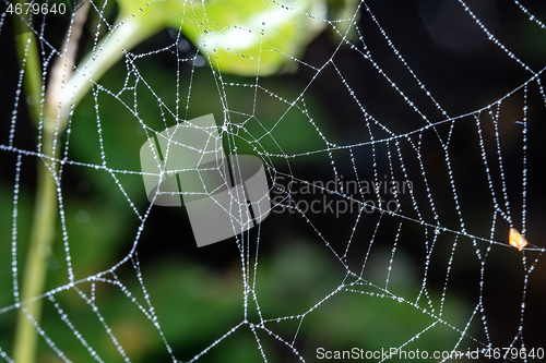 Image of Cobweb ,spiderweb with water drop.