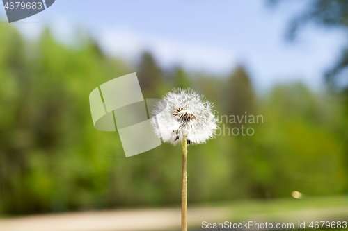 Image of dandelion flower