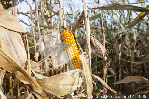 Image of field of ripe corn