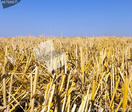 Image of Straw of ripe wheat