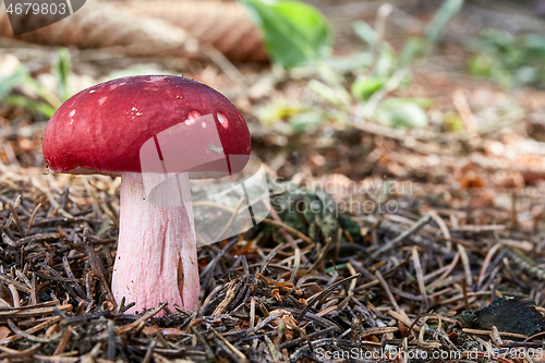 Image of Russula xerampelina in the natural environment.