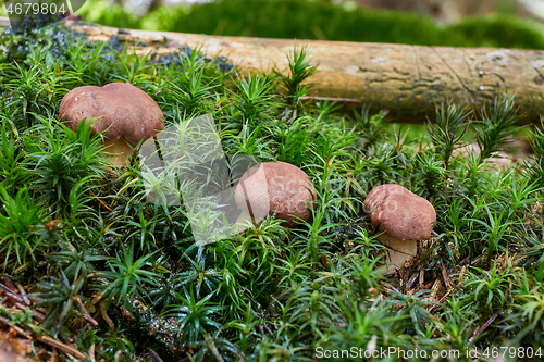 Image of Imleria badia. Fungus in the natural environment.