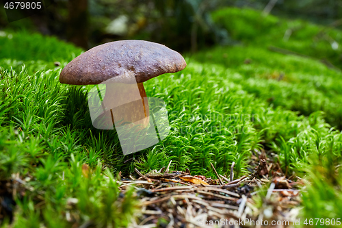 Image of Imleria badia. Fungus in the natural environment.