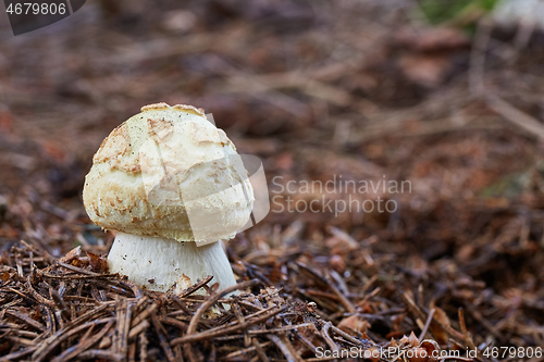 Image of Amanita citrina.Fungus in the natural environment.