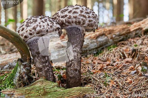 Image of Strobilomyces floccopus in the natural environment