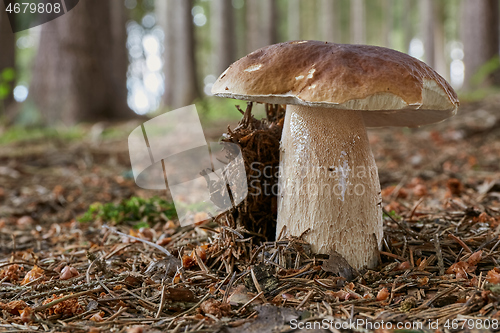 Image of Boletus edulis. Fungus in the natural environment.