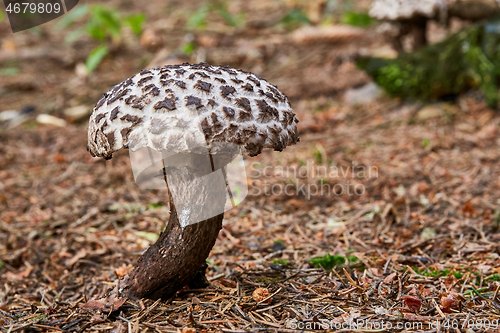 Image of Strobilomyces floccopus in the natural environment