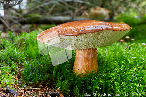 Image of Imleria badia. Fungus in the natural environment.