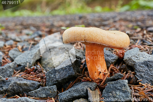 Image of Lactarius deliciosus in the natural environment.