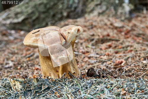 Image of Tylopilus felleus in the natural environment.