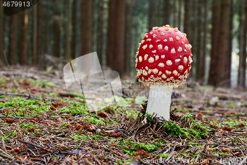 Image of Amanita muscaria in the natural environment.