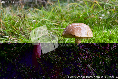 Image of Fungus Leccinum cyaneobasileucum