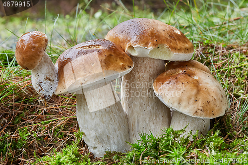 Image of Boletus edulis. Fungus in the natural environment.