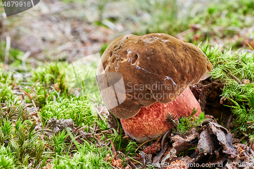 Image of Neoboletus luridiformis in the natural environment