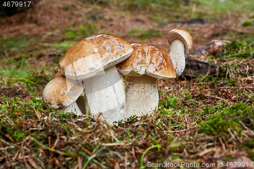 Image of Boletus edulis. Fungus in the natural environment.