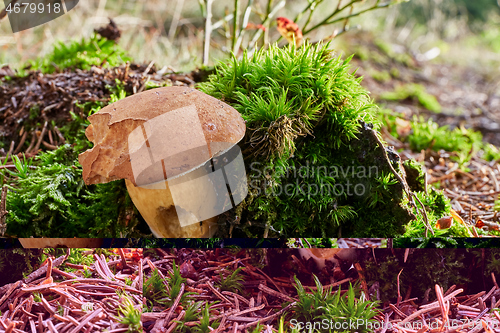 Image of Imleria badia. Fungus in the natural environment.