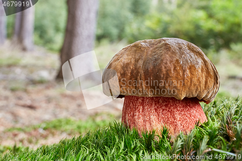 Image of Neoboletus luridiformis in the natural environment