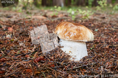 Image of Boletus edulis. Fungus in the natural environment.