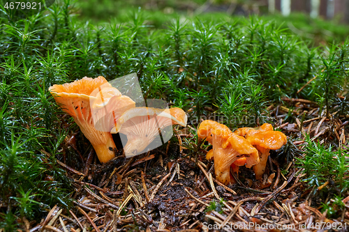 Image of Cantharellus cibarius in the natural environment.