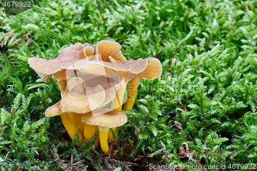 Image of Craterellus tubaeformis in the natural environment