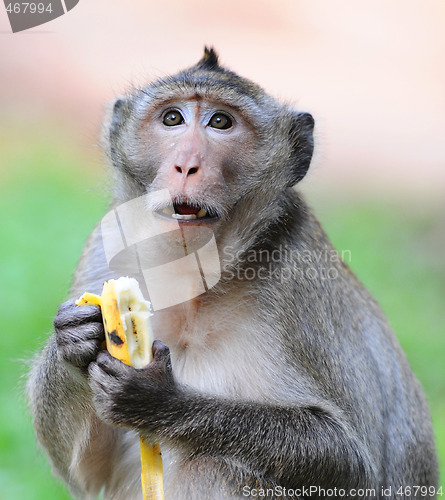 Image of monkey