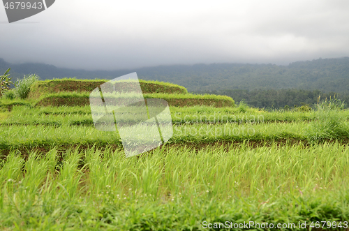 Image of Beautiful Jatiluwih rice terraces in Bali