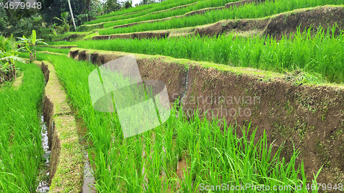 Image of Jatiluwih rice terrace with sunny day in Ubud, Bali