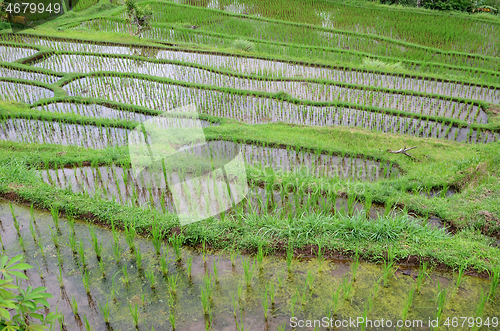 Image of Jatiluwih rice terrace in Ubud, Bali