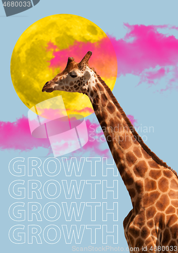 Image of Giraffe head. Concept of growth, start up, business concepts.