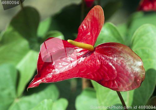 Image of Anthurium or flamingo flower