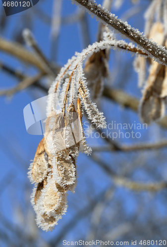 Image of Tree branch covered with frost