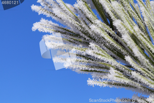 Image of Pine-tree branch covered with frost