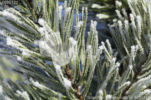 Image of Pine-tree branch covered with frost