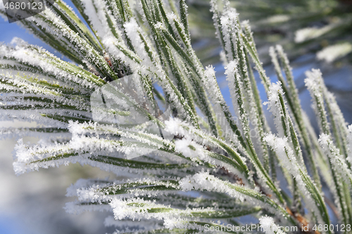 Image of Pine-tree branch covered with frost