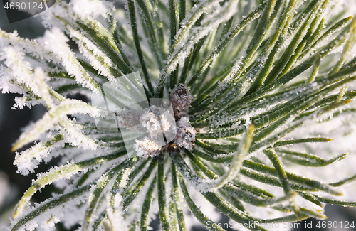 Image of Pine-tree branch covered with frost