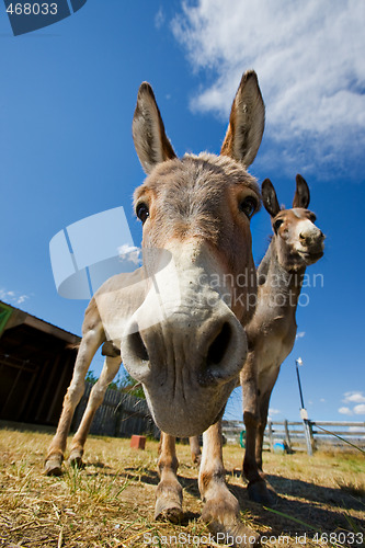 Image of Donkey face