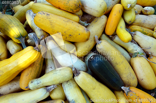 Image of Bunch of zucchini lying on the ground