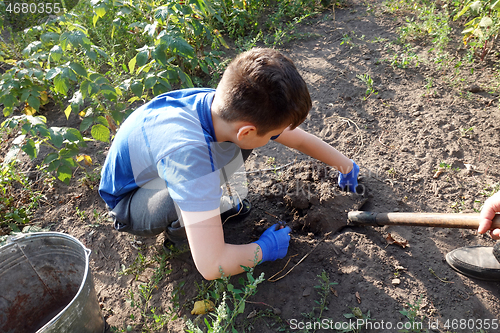 Image of Boy harvests potatoes