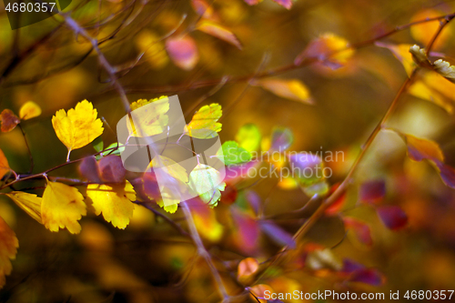 Image of Autumn leaves beautiful background