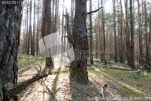 Image of Pine forest trees