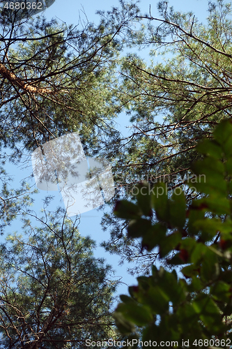 Image of Pine forest trees