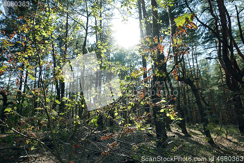 Image of Pine forest trees