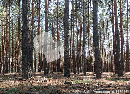 Image of Pine forest trees