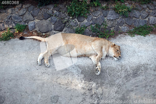 Image of Lioness having the rest